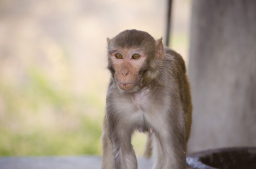 The wild animal a monkey a macaque in India
