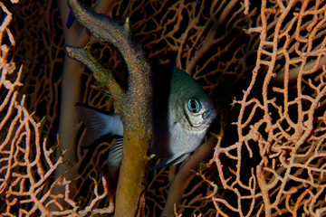 Pesce © alicefotografa