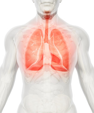 3D Illustration Of Lungs, Medical Concept.