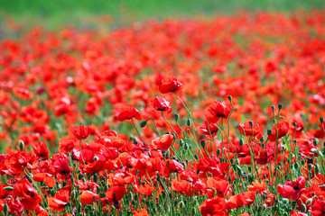 poppies flower meadow spring season nature background