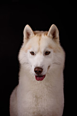 Portrait of a dog breed Siberian Husky