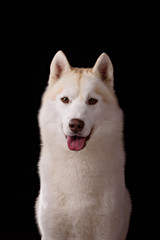 Portrait of a dog breed Siberian Husky