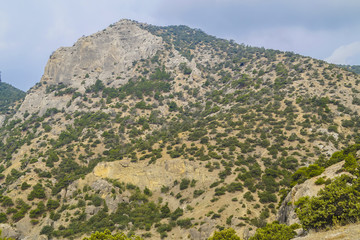 Junipers and pines on the slopes