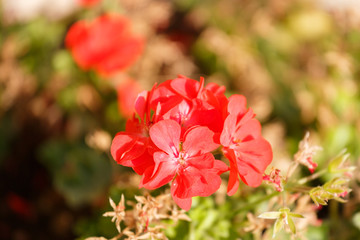 Fototapeta premium Red geranium flowers