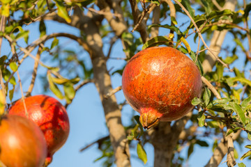 Three ripe red pomegranates