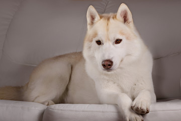 Portrait of a dog breed Siberian Husky