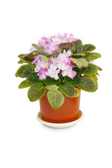 Blossoming pink violet flower