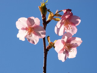 一月に咲く河津桜（カワヅザクラ）
通常は2月から咲き始める。特定の条件が整ったために驚異的に早く開花した桜。日本では早咲きで有名。海外では知られて居ない。