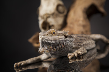 Animal Skull, Antlers, lizard  on black mirror background