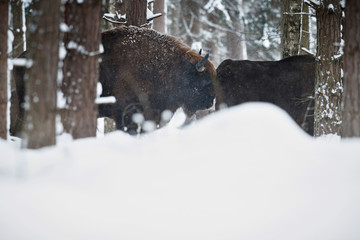 European bison in the beautiful white forest during winter time, bison bonasus, european animals, prehistoric creature, zidlov nature reserve in czech republic © photocech