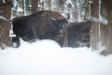 European bison in the beautiful white forest during winter time, bison bonasus, european animals, prehistoric creature, zidlov nature reserve in czech republic © photocech