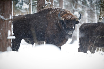 European bison in the beautiful white forest during winter time, bison bonasus, european animals, prehistoric creature, zidlov nature reserve in czech republic © photocech