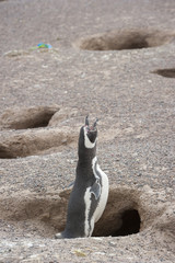 Pinguino di Magellano intento a richiamare la sua compagna