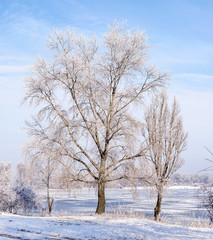 Fototapeta na wymiar Trees covered by frost, ice and snow close to the Dnieper River in Kiev, Ukraine, during winter