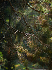 SUN RAY COMES THROUGH TREE BRANCHES