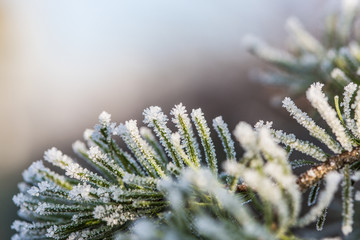 Blurred background decorated with pine branch covered with small hoarfrost crystals