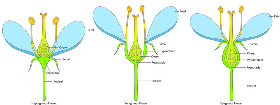 Flower structure variations based on the position of the ovary (hypogynous, perigynous and epigynous flower)
