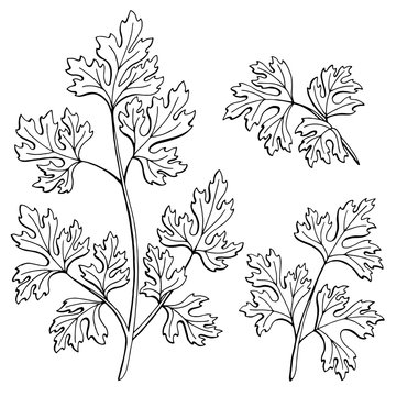 Parsley graphic black white isolated sketch illustration vector