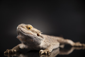 Pet, lizard Bearded Dragon on black background
