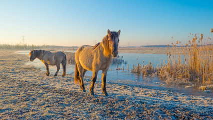 Horses along the shore of a frozen lake at sunrise © Naj