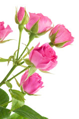 Obraz premium Pink roses