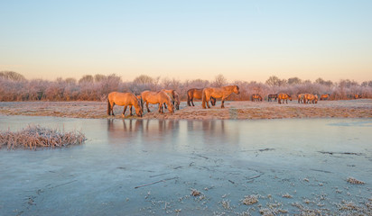 Horses along the shore of a frozen lake at sunrise © Naj
