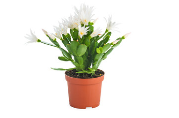 Blooming white schlumbergera in a pot