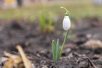 early spring snowdrops