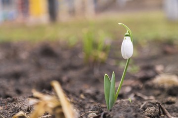 early spring snowdrops