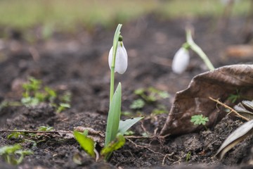 early spring snowdrops
