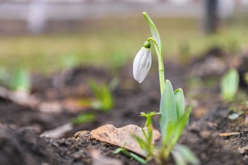 early spring snowdrops