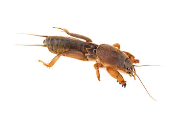 Live mole cricket insect