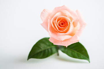 Beautiful light orange rose on white background