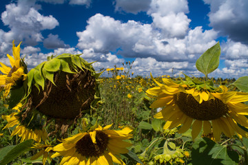 mature flowers sunflower field, summer, August, agricultural enterprise, Brest region, Republic of...