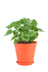 Fototapeta premium Germinated sweet potato in plastic pot