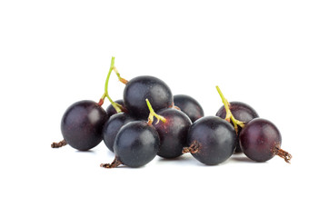 Gooseberry and black currant hybrid (Josta)