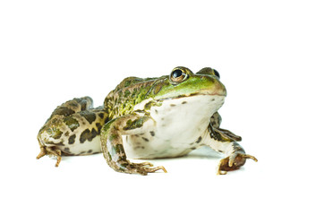 Fototapeta premium Big green frog