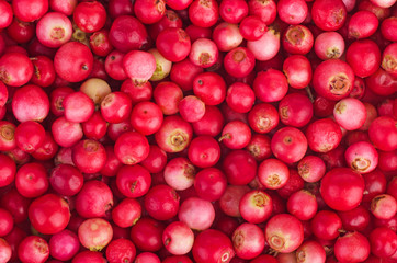 Cowberries background