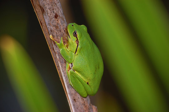 Tree Frog - Hyla Arborea