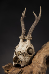 Fototapeta na wymiar Deer skull, black mirror background