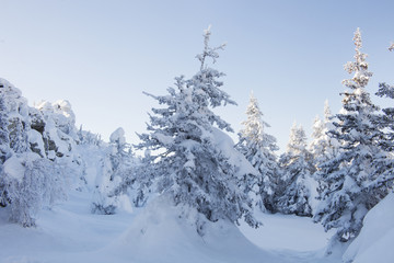 Winter landscape. Snow covered fir trees and rocks.