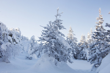 Fototapeta premium Winter landscape. Snow covered fir trees and rocks.