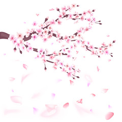 Obraz na płótnie Canvas Realistic sakura japan cherry branch with blooming flowers illustration