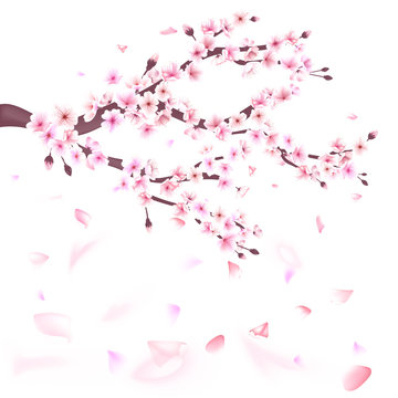Realistic sakura japan cherry branch with blooming flowers illustration
