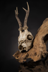 Fototapeta na wymiar Weathered deer skull, black mirror background