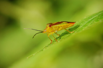 Tree insect  Acanthosoma haemorrhoidale
