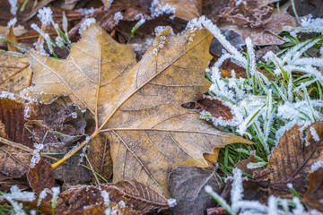 Frozen gras and leafs lying on the ground in winter