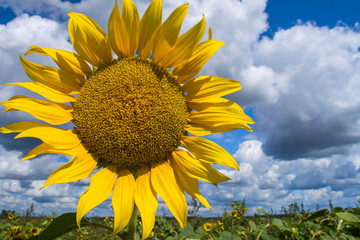 mature flowers sunflower field, summer, August, agricultural enterprise, Brest region, Republic of Belarus,
