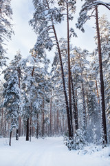 Зимний сосновый лес.
