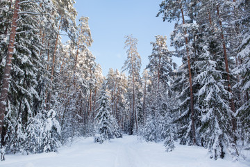 Сказочный зимний лес.